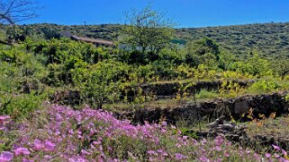 Igualero - La Gomera La Gomera 2023
