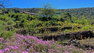 Igualero - La Gomera La Gomera 2023