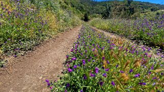 Parc national de Garajonay - La Gomera La Gomera 2023