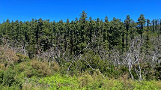 Parc national de Garajonay - La Gomera La Gomera 2023