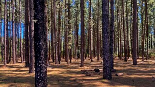 Parc national de Garajonay - La Gomera La Gomera 2023