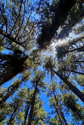 Parc national de Garajonay - La Gomera La Gomera 2023