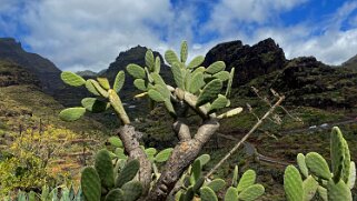 Barranco de Guarimiar - La Gomera La Gomera 2023