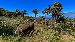 Barranco de Tazo - La Gomera La Gomera 2023