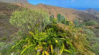 Hermigua - La Gomera La Gomera 2023