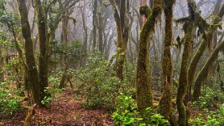 Parc national de Garajonay - La Gomera La Gomera 2023