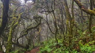 Parc national de Garajonay - La Gomera La Gomera 2023