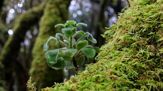 Parc national de Garajonay - La Gomera La Gomera 2023