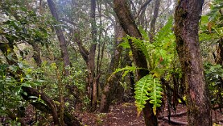 Parc national de Garajonay - La Gomera La Gomera 2023