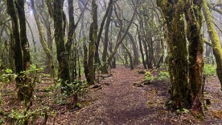 Parc national de Garajonay - La Gomera La Gomera 2023