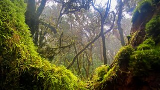 Parc national de Garajonay - La Gomera La Gomera 2023