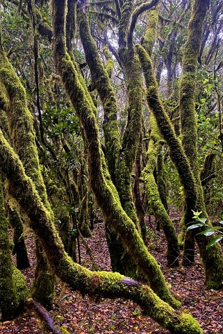 Parc national de Garajonay - La Gomera La Gomera 2023