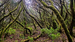 Parc national de Garajonay - La Gomera La Gomera 2023