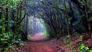 Parc national de Garajonay - La Gomera