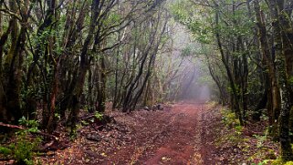 Parc national de Garajonay - La Gomera La Gomera 2023