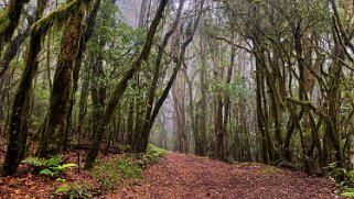 Parc national de Garajonay - La Gomera La Gomera 2023