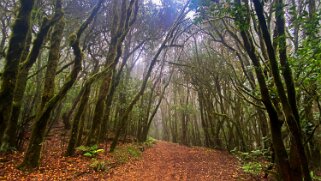 Parc national de Garajonay - La Gomera La Gomera 2023