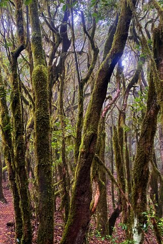 Parc national de Garajonay - La Gomera La Gomera 2023