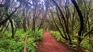 Parc national de Garajonay - La Gomera La Gomera 2023