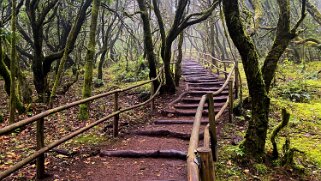 Parc national de Garajonay - La Gomera La Gomera 2023