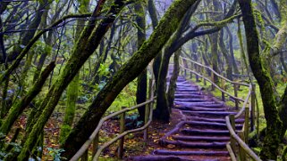 Parc national de Garajonay - La Gomera La Gomera 2023