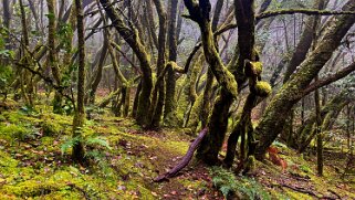 Parc national de Garajonay - La Gomera La Gomera 2023