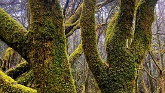 Parc national de Garajonay - La Gomera La Gomera 2023