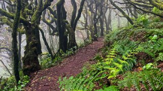 Parc national de Garajonay - La Gomera La Gomera 2023