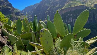 Barranco del Agua - Valle Gran Rey - La Gomera La Gomera 2023