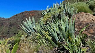 Barranco del Agua - Valle Gran Rey - La Gomera La Gomera 2023