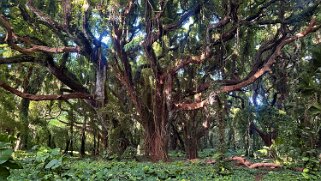 Honolua Bay Trail - Maui Hawaii 2024