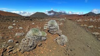 Argyroxiphium - Haleakala National Park - Maui Hawaii 2024