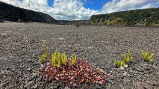 Kilauea Iki - Big Island Hawaii 2024