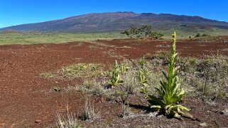 Pu'u Huluhulu - Big Island Hawaii 2024