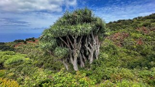 Dragonnier des Canaries - Los Castro - Barlovento - La Palma null