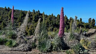 Echium wilpretii ssp. trichosiphon - La Palma La Palma 2024
