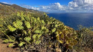 Puntallana - La Palma La Palma 2024