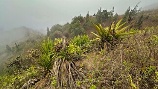 Nova Sintra Cap-Vert 2025