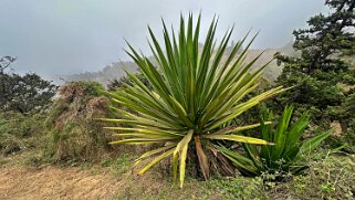 Nova Sintra Cap-Vert 2025