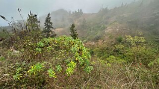 Nova Sintra Cap-Vert 2025