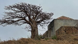 Fajã Cap-Vert 2025