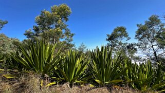 Monte Velha Cap-Vert 2025