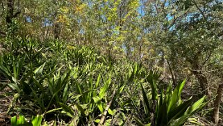Monte Velha Cap-Vert 2025