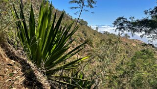 Monte Velha Cap-Vert 2025