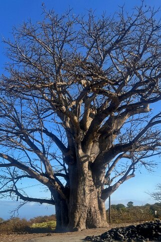 Baobab - Renque Cap-Vert 2025