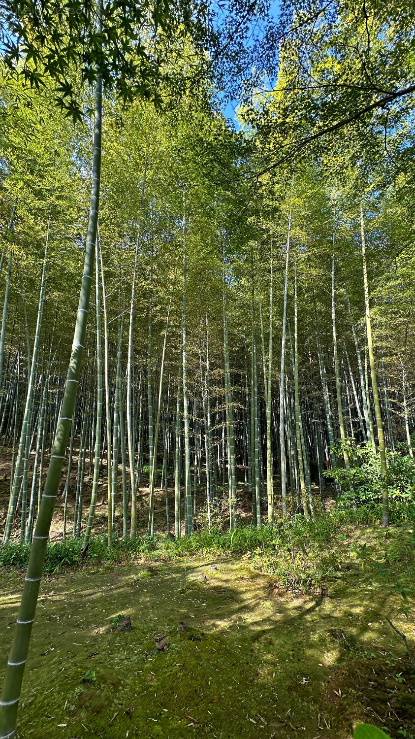 Forêt de bambous de Sagano - Kyoto Japon 2025