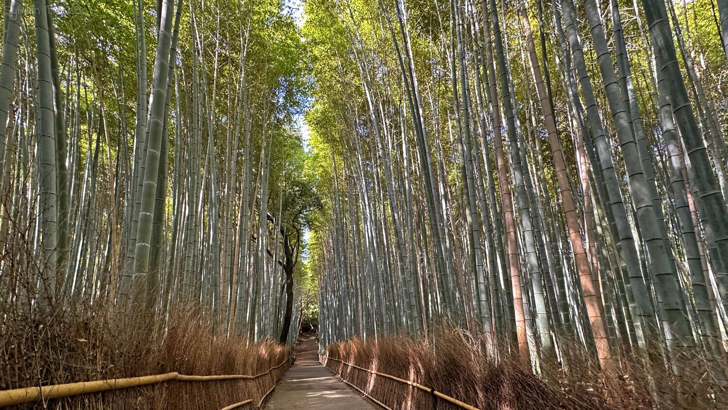 Forêt de bambous de Sagano - Kyoto Japon 2025