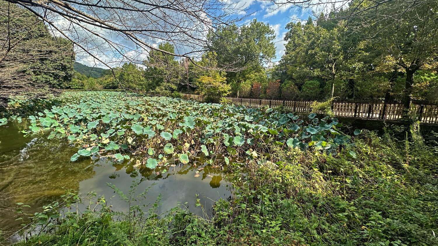 Ogura Pond - Kyoto Japon 2025