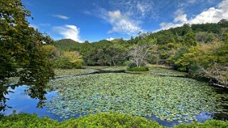 Ryoanji Goryonoshitacho - Kyoto Japon 2025
