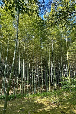 Forêt de bambous de Sagano - Kyoto Japon 2025